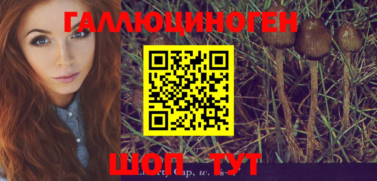 Тайшет  Галлюциногенные грибы прущие грибы  Вход с VPN  Псилоцибиновые грибы Psilocybine cubensis 